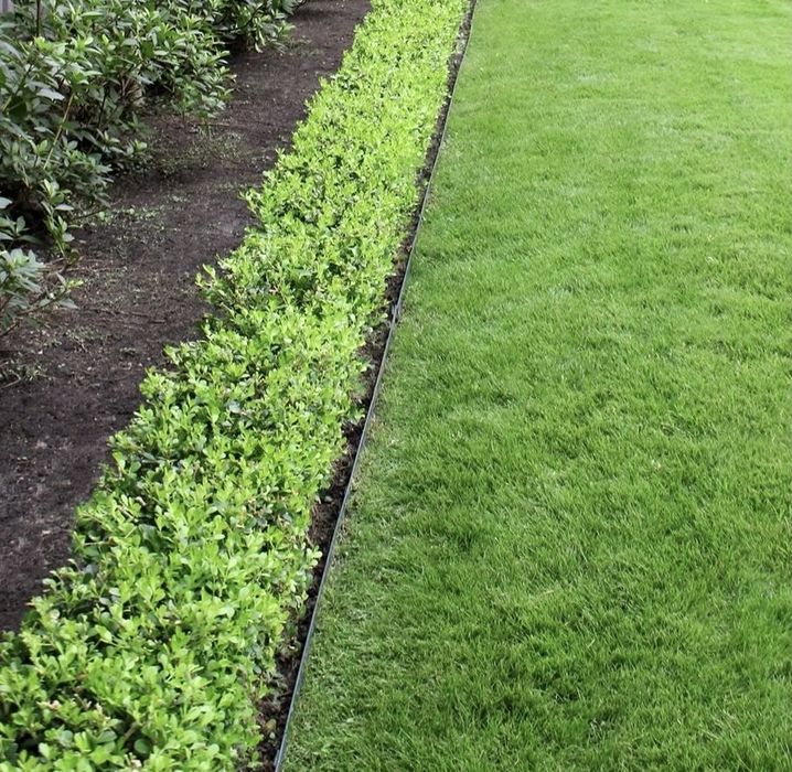 Лоницера нитида Мейгрюн