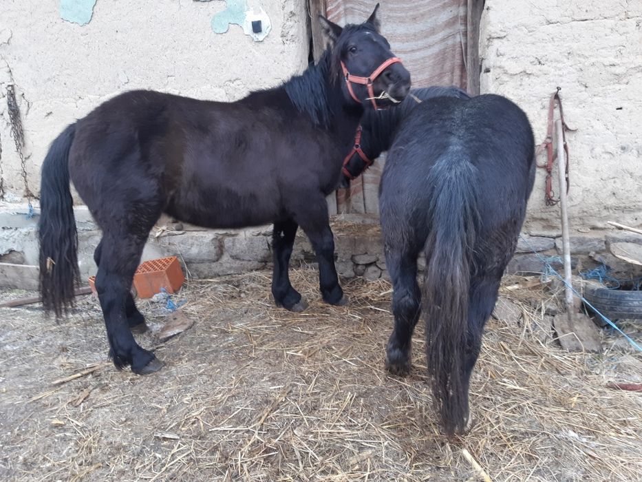 Vand 2 manzi manza neagra