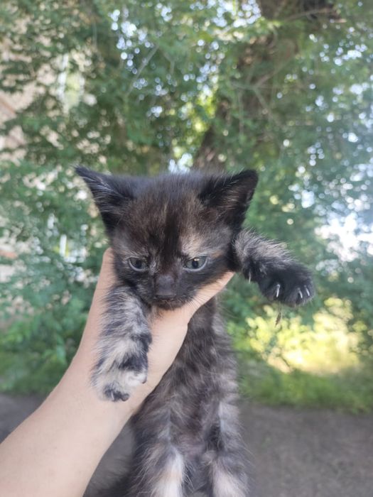 Милые котята  срочно ищут дом!