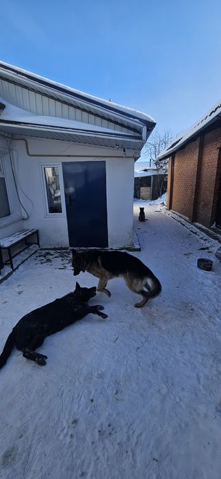 Щенок немецкой овчарки