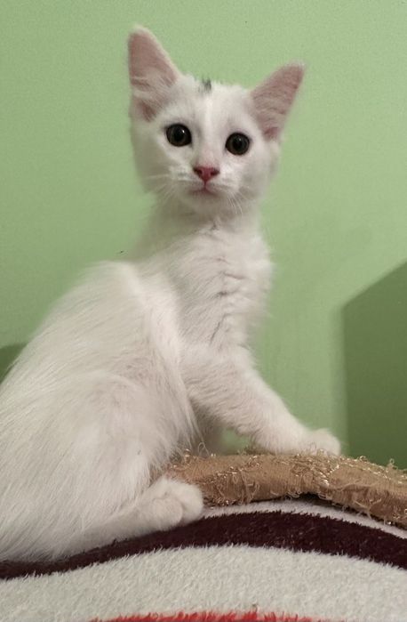 Пристраиваются котята