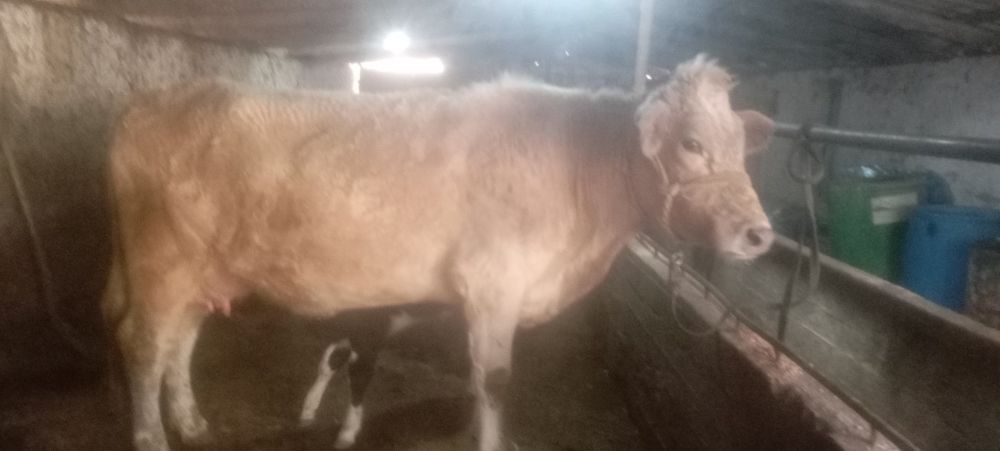 она бола Боласи 8 кунлик