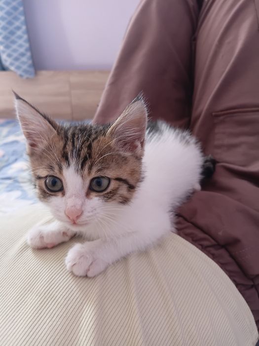 Котенок беспалтно