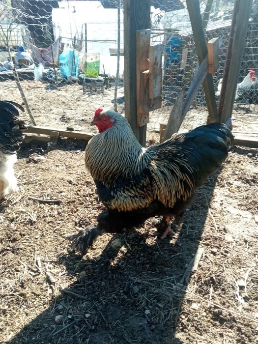 Vând cocoș brahma negru cu auriu