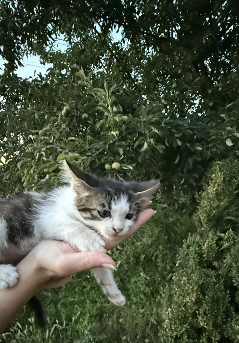 această pisicuță își caută familia