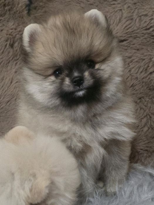 Предлагаю  кукольного мини мальчика