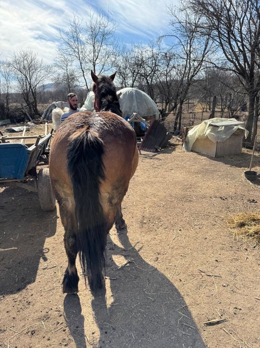Cal de 4 ani, de vanzare rog seriozitate!