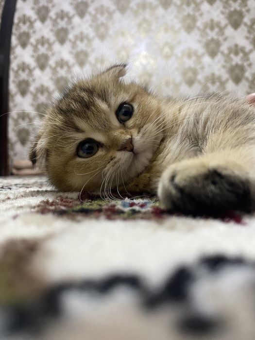 Kokrak teshigi porno onlayn