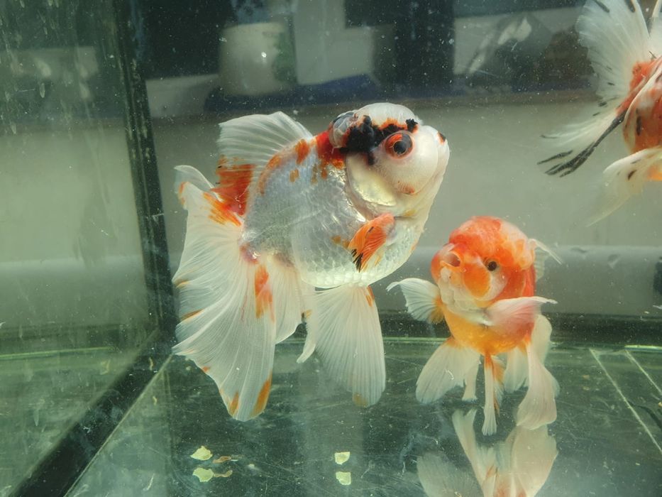 Carasi oranda!!!