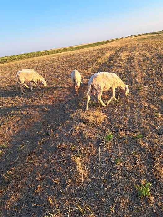 Oi assaf, lacaune si ille de France de vânzare.