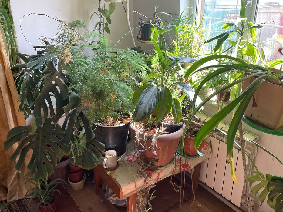 Продам цветы в горшках