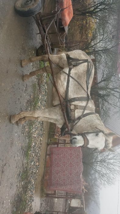 Cal si caruta de vanzare