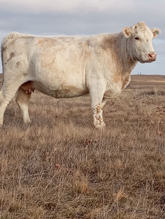 Продаются коровы