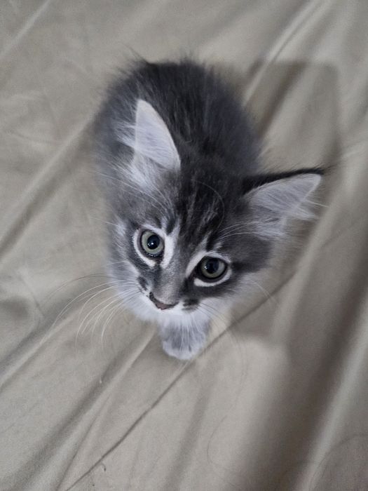 Отдам котят в хорошие руки