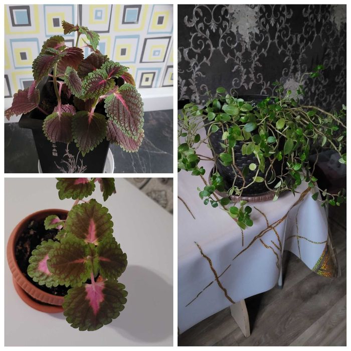 Молочай цветущий