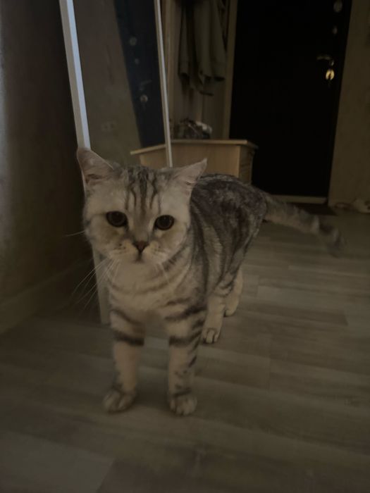 кошку британская короткошорская