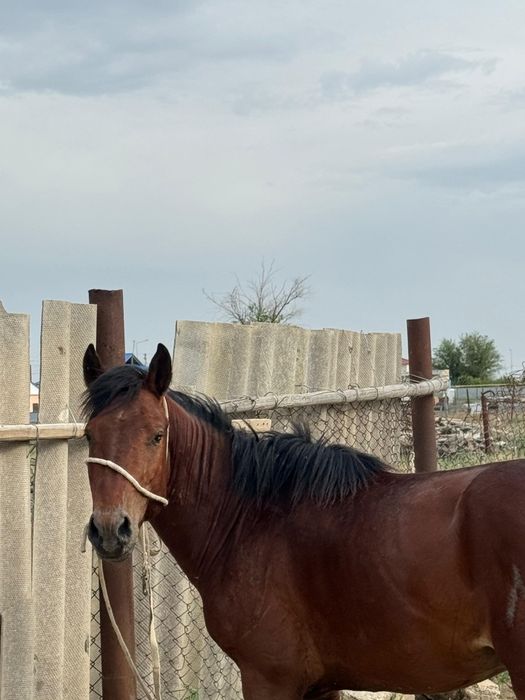 Жылқы сатылады. Тұқымы жабы