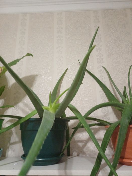 Алое цветок 3 года