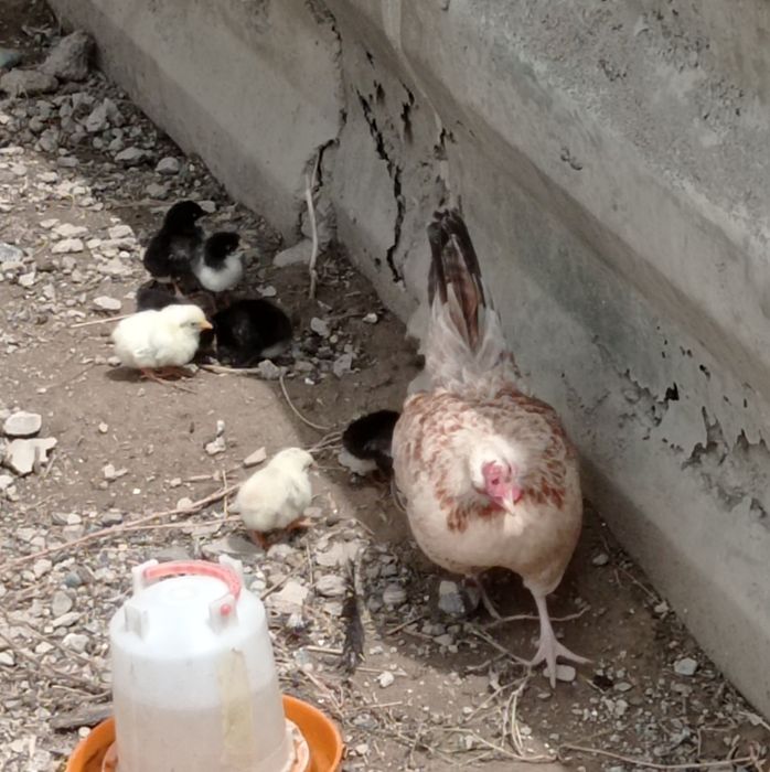 Куры  Шабо чистопородные, 5-7 мес, ,доставка