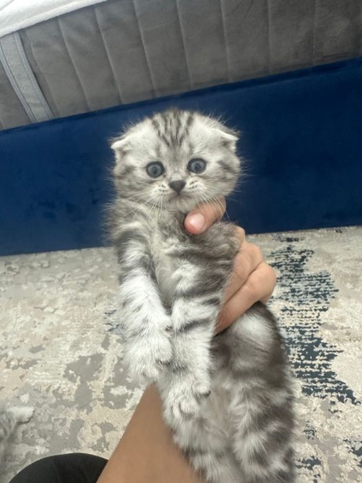 Продаются кошки породистые