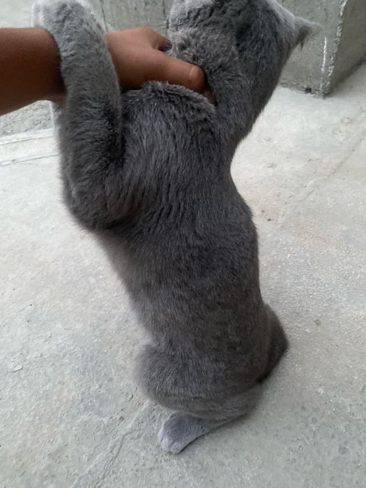 Uy mushugi oynashni yaxshi korad