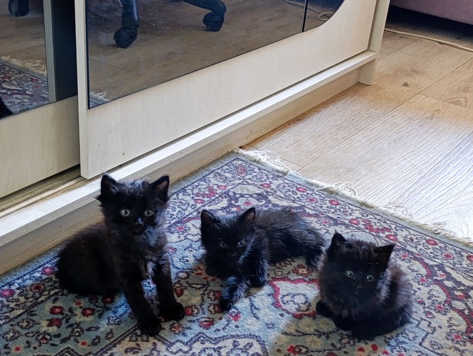 Отдам в добрые руки котят