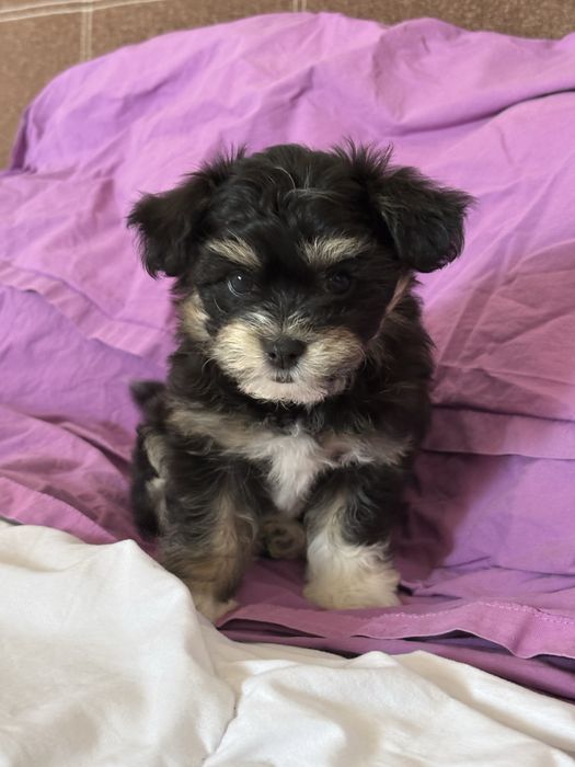 Bichon Havanez – 1 lună