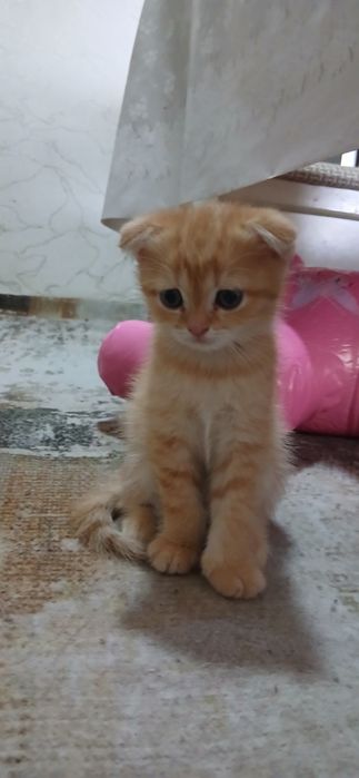 Продаются Котята