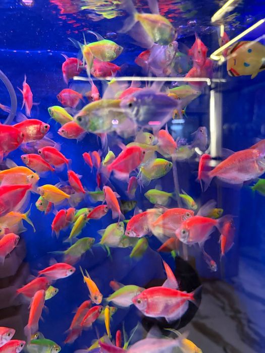 Baliq magazing assartiment kotta