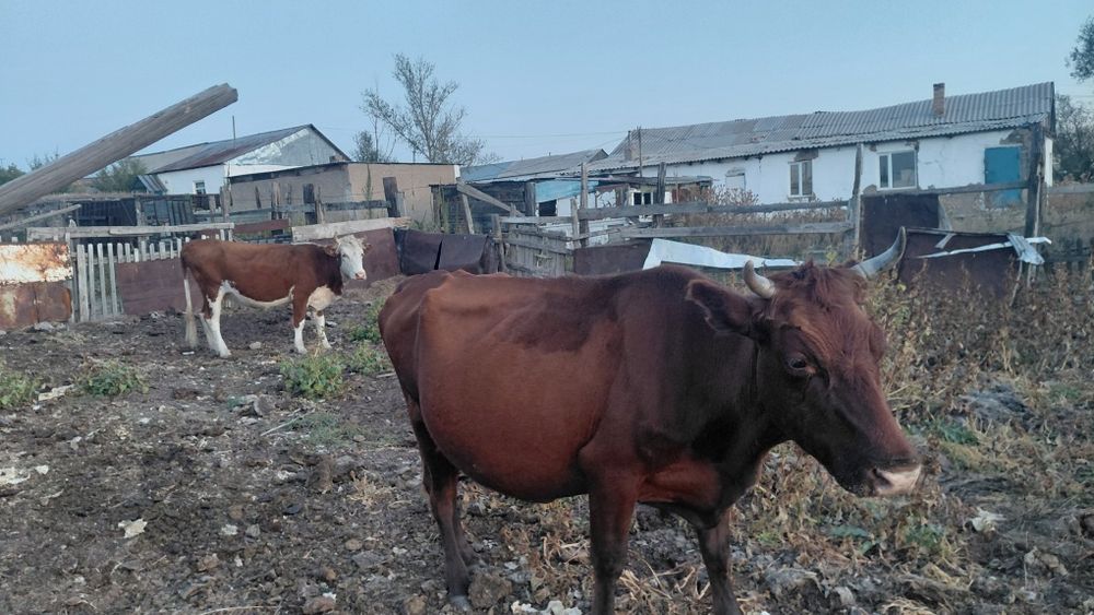 Продаю дойных коров,  и телят