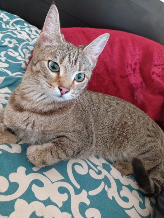 Кошка/котята домашнее