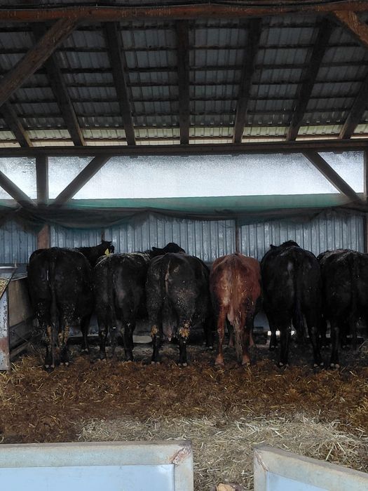 Vand vaci angus gestante