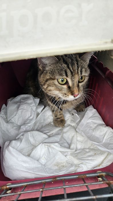 Отдам котёнка 5 месяцев