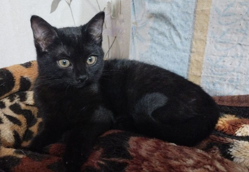 Отдам котёнка-девочку