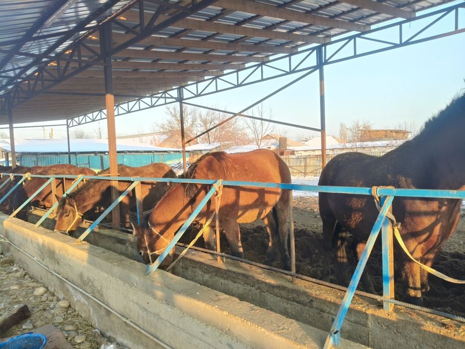 Ет, согым,соғым,жылкынын ети