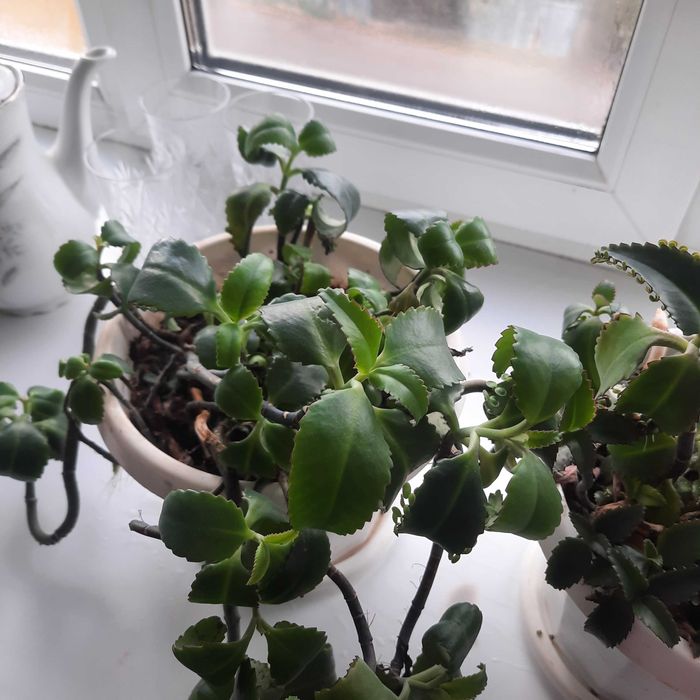 Цветы в горшках, лечебные