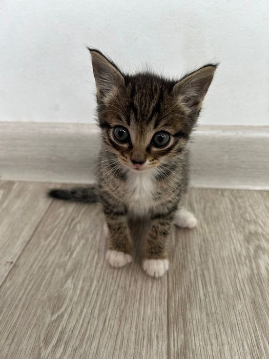 БЕСПЛАТНО отдам котят