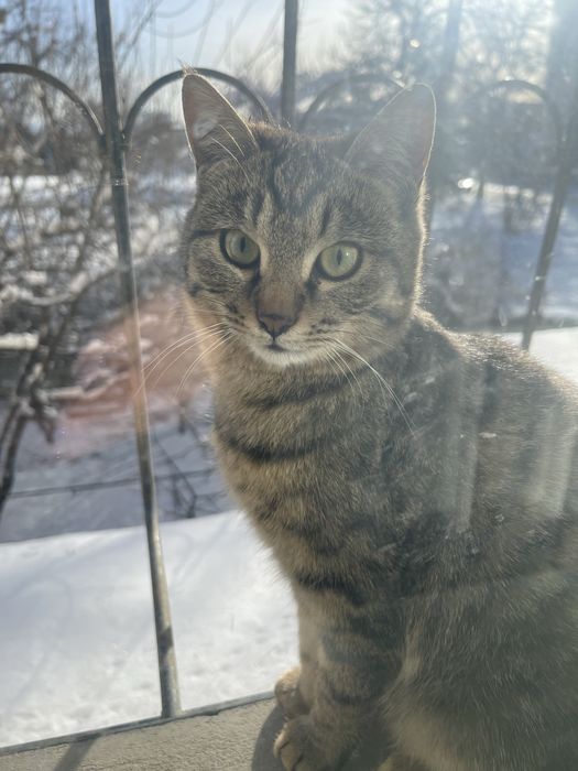 Милые котята ищат добрых хозяев