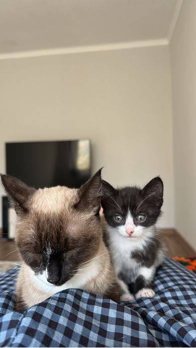 Отдам котят в добрые руки,1.5 месяца