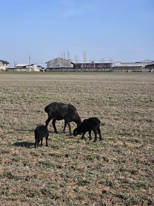 Ona bola qoy sotiladi