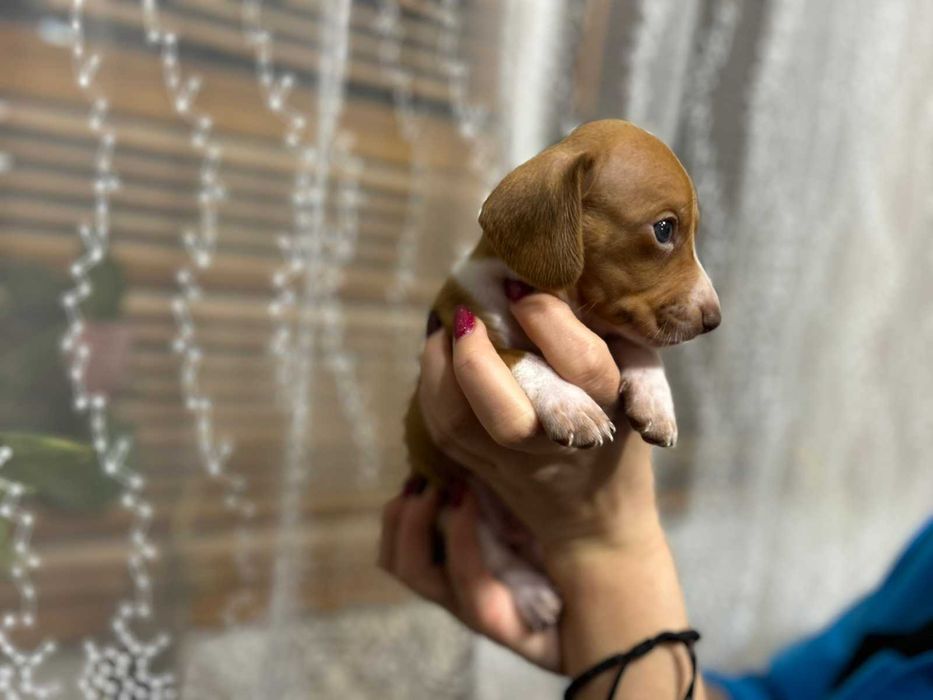 Дакел пиебалд/dachshund piebald