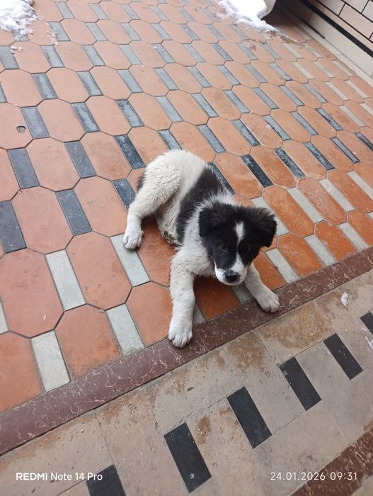 Chupon kuchuk 1.5 oylik erkak