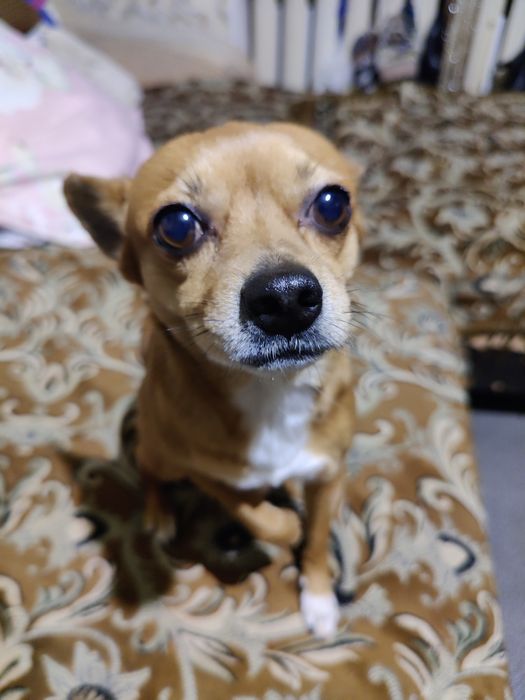 Собака той-терьер