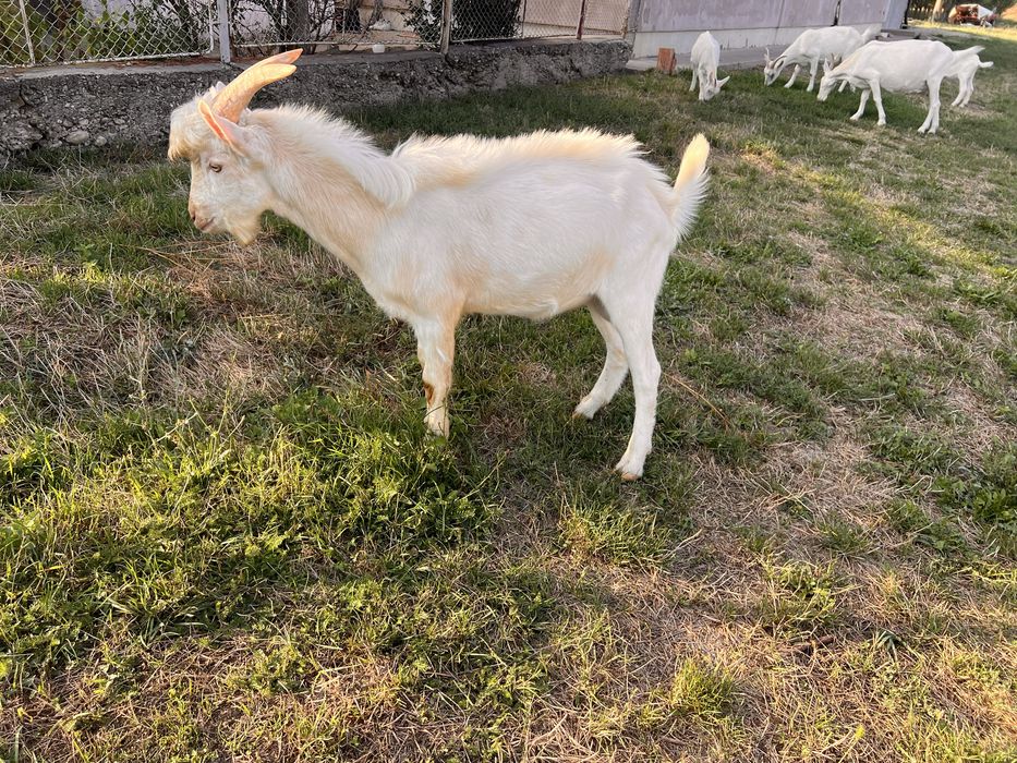 VÂND CAPRE rasa Saanen, tineret si mature