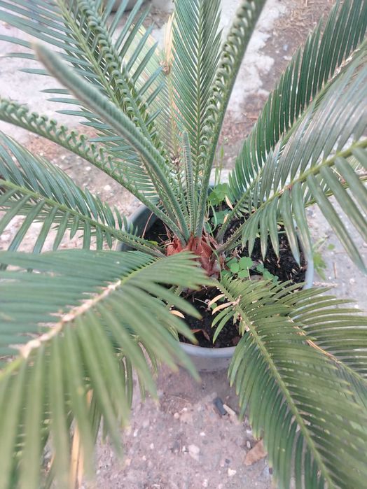 Palmier cycas în ghiveci