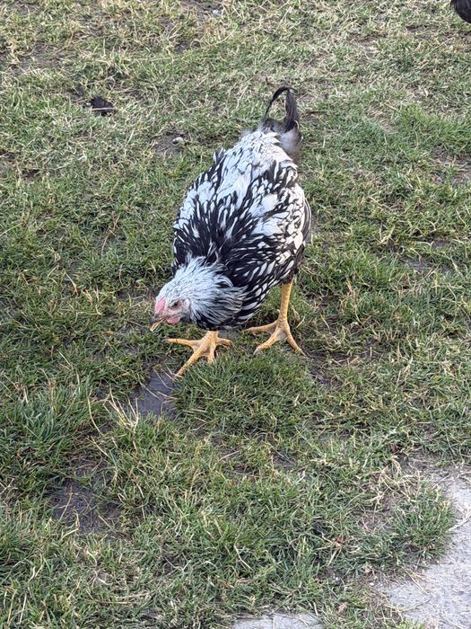 Gaini din rasele Australorp si Wyandotte
