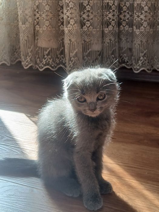 породистые котята 2,5 месяца.К лотку приучен
