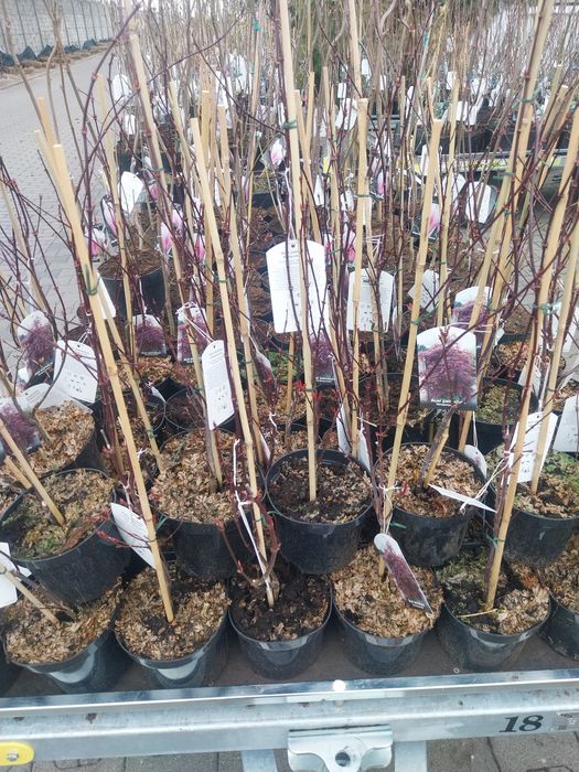 Pomi fructiferi direct de la producator