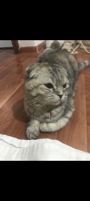 Кот продам кот кот