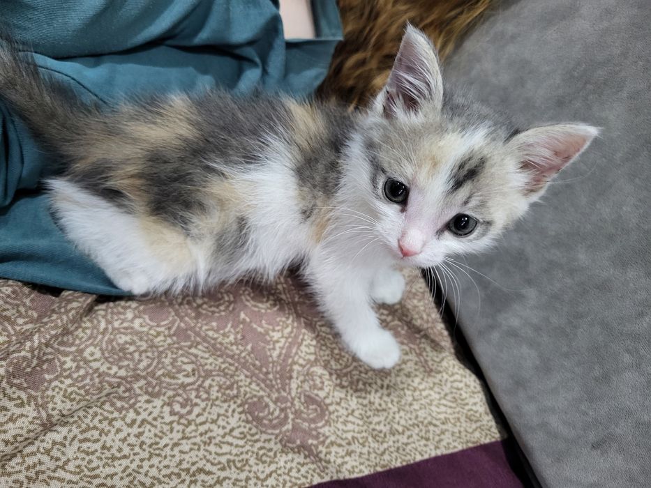 Котенок девочка в добрые руки.
